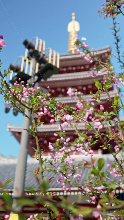 Close up of cherry blossoms with the Senso-ji temple in Asakusa, Tokyo, Japan in the background. Vertical - Starpik Stock