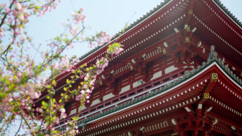 Close up of cherry blossoms with the Senso-ji temple in the background in Asakusa, Tokyo, Japan - Starpik Stock