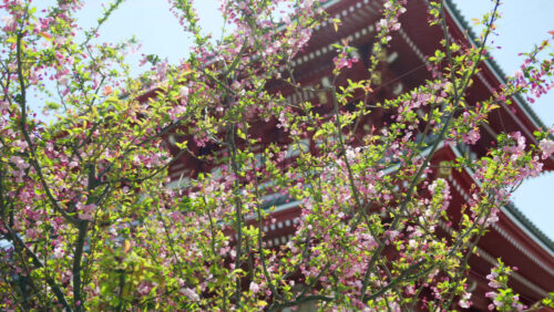 Close up of cherry blossoms with the Senso-ji temple in the background in Asakusa, Tokyo, Japan - Starpik Stock