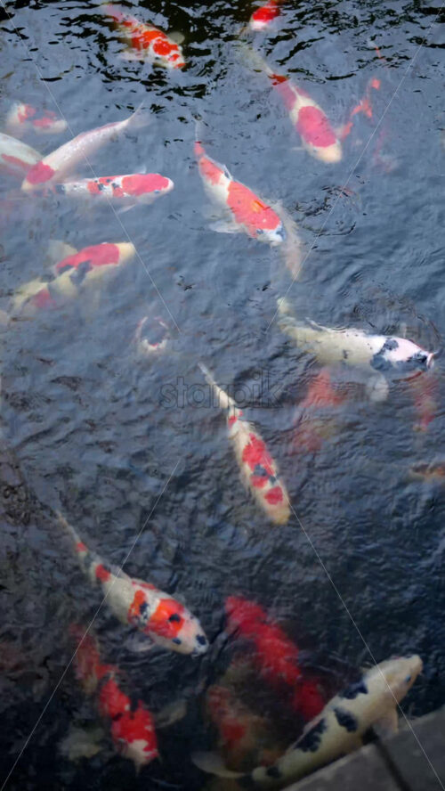 Multiple Koi fish swimming in the courtyard of the Senso-ji temple in Asakusa, Japan. Vertical - Starpik Stock