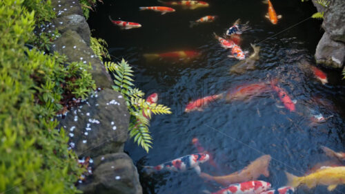 Multiple Koi fish swimming in the courtyard of the Senso-ji temple in Asakusa, Tokyo, Japan - Starpik Stock