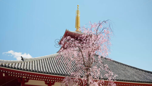 The Senso-ji temple surrounded by cherry blossoms in daylight in Asakusa, Japan - Starpik Stock