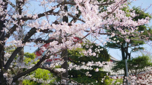 The Senso-ji temple surrounded by cherry blossoms in daylight in Asakusa, Japan - Starpik Stock