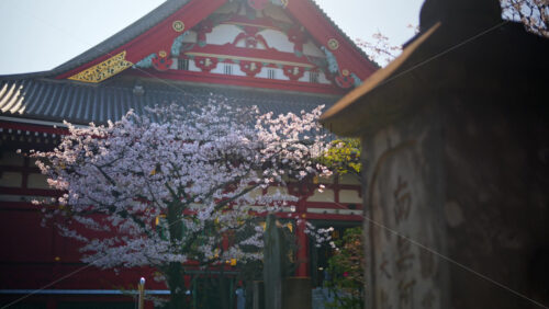The Senso-ji temple surrounded by cherry blossoms in daylight in Asakusa, Japan - Starpik Stock