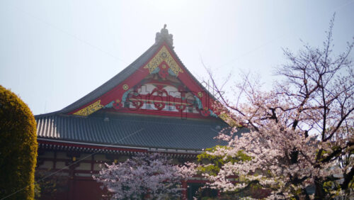 The Senso-ji temple surrounded by cherry blossoms in daylight in Asakusa, Japan - Starpik Stock