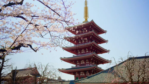 The Senso-ji temple surrounded by cherry blossoms in daylight in Asakusa, Tokyo, Japan - Starpik Stock
