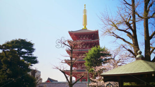 The Senso-ji temple surrounded by cherry blossoms in daylight in Asakusa, Tokyo, Japan - Starpik Stock