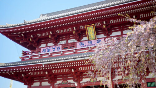 The Senso-ji temple surrounded by cherry blossoms in daylight in Asakusa, Tokyo, Japan - Starpik Stock