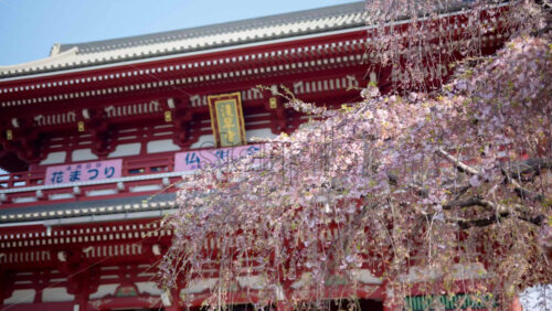 The Senso-ji temple surrounded by cherry blossoms in daylight in Asakusa, Tokyo, Japan - Starpik Stock