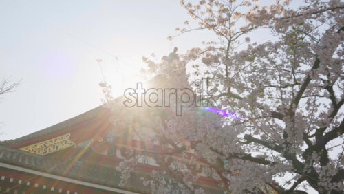 The Senso-ji temple surrounded by cherry blossoms in daylight in Tokyo, Japan - Starpik Stock