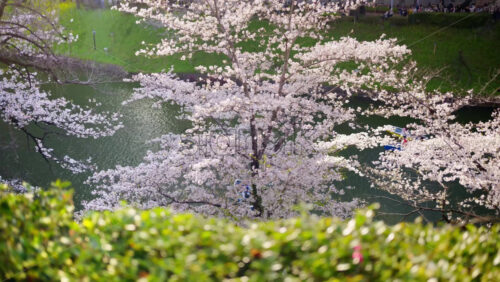Tokyo, Japan – April 23, 2025: Cherry blossom trees with people on small boats moving on the lake in Kita-no-maru park in Chiyoda - Starpik Stock