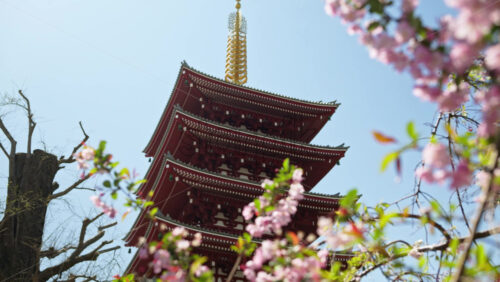 Video – Close up of cherry blossoms with the Senso-ji temple in the background in Asakusa, Tokyo, Japan - Starpik Stock