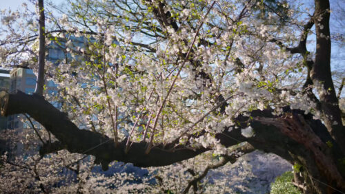 View of cherry blossom trees in the Kita-no-maru park in Chiyoda, Tokyo, Japan - Starpik Stock