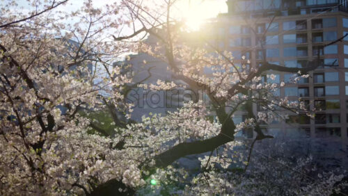View of cherry blossom trees in the Kita-no-maru park in Chiyoda, Tokyo, Japan - Starpik Stock