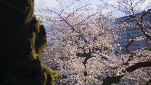 View of cherry blossom trees in the Kita-no-maru park in Chiyoda, Tokyo, Japan - Starpik Stock