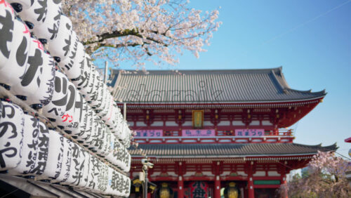 White paper lanterns with cherry blossoms and the Senso-ji temple on the background in Asakusa, Tokyo, Japan - Starpik Stock