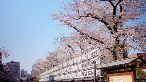 White paper lanterns with cherry blossoms on the background in the courtyard of the Senso-ji temple in Asakusa, Japan - Starpik Stock