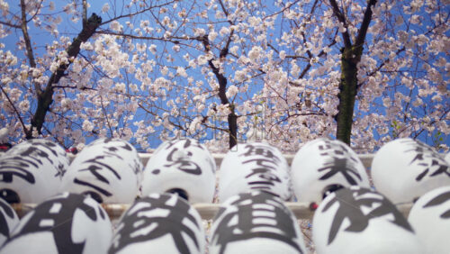White paper lanterns with cherry blossoms on the background in the courtyard of the Senso-ji temple in Asakusa, Tokyo, Japan - Starpik Stock