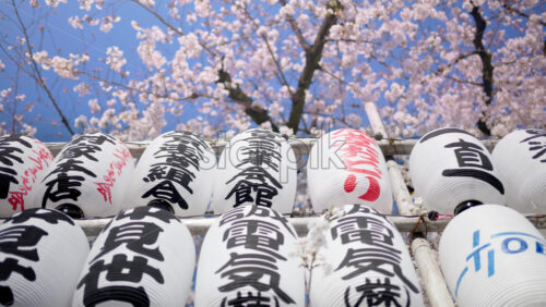 White paper lanterns with cherry blossoms on the background in the courtyard of the Senso-ji temple in Asakusa, Tokyo, Japan - Starpik Stock