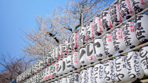 White paper lanterns with cherry blossoms on the background in the courtyard of the Senso-ji temple in Asakusa, Tokyo, Japan - Starpik Stock