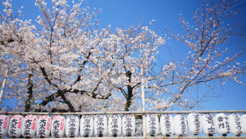 White paper lanterns with cherry blossoms on the background in the courtyard of the Senso-ji temple in Asakusa, Tokyo, Japan - Starpik Stock