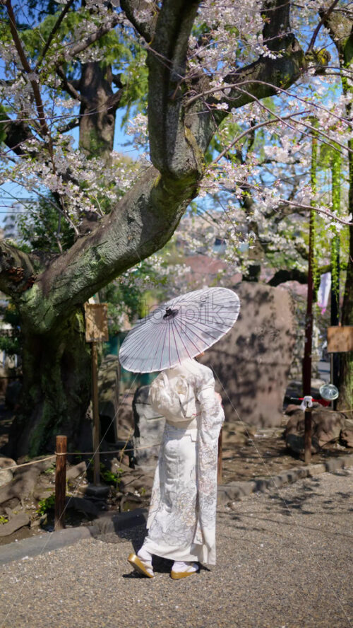Woman holding a white Japanese umbrella under cherry blossom trees. Vertical - Starpik Stock
