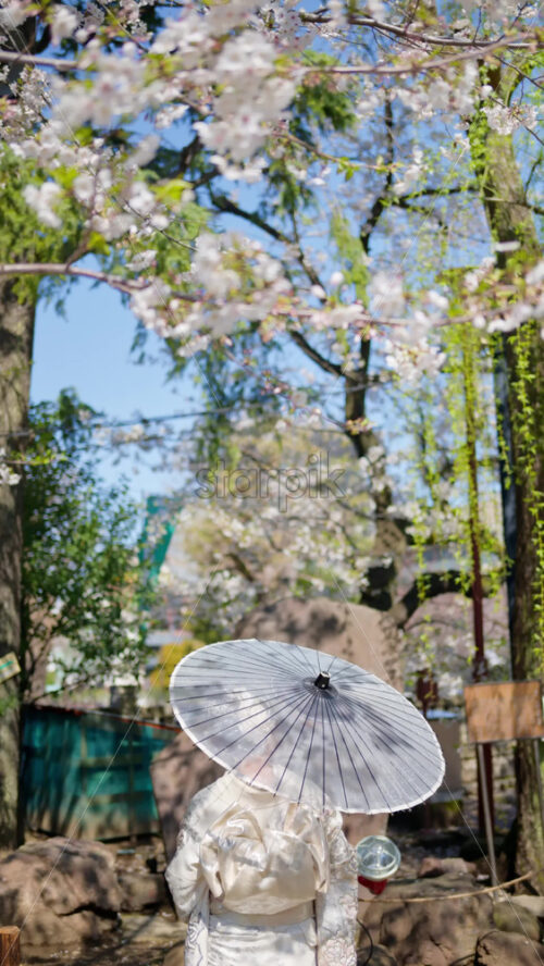 Woman holding a white Japanese umbrella under cherry blossom trees. Vertical - Starpik Stock