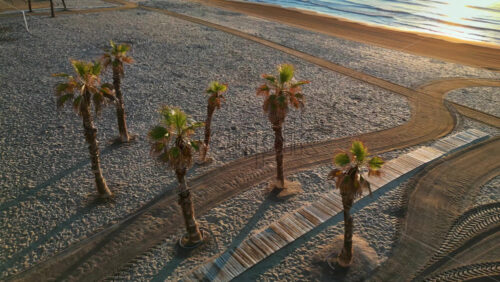 Aerial drone view of palm trees on the beach in Alicante, Spain at sunset - Starpik Stock