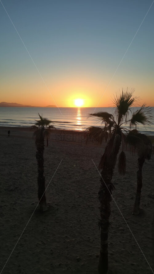 Aerial drone view of palm trees on the beach in Alicante, Spain at sunset. Vertical - Starpik Stock