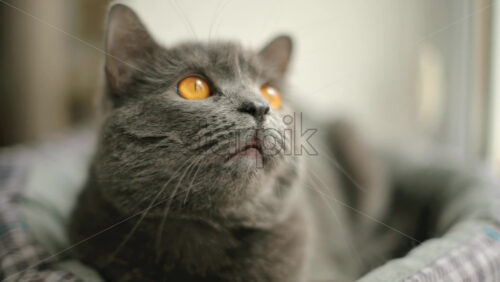 Video - Close up of British Shorthair cat resting in it's bed