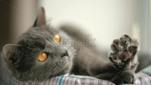 Video - Close up of British Shorthair cat resting in it's bed