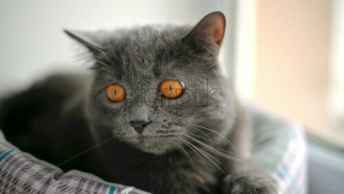 Video - Close up of British Shorthair cat resting in it's bed