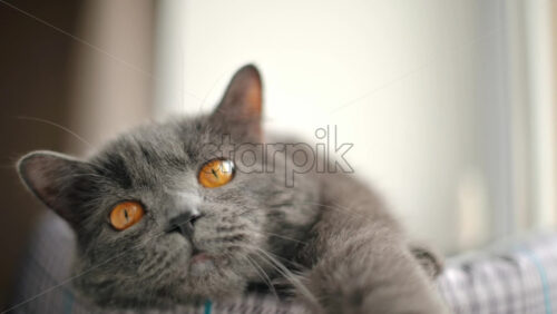 Video - Close up of British Shorthair cat resting in it's bed