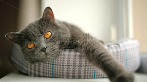 Video - Close up of British Shorthair cat resting in it's bed