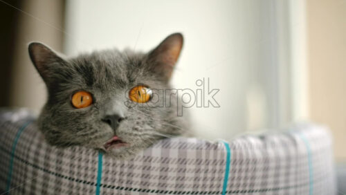Video - Close up of British Shorthair cat resting in it's bed near a window