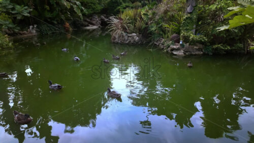 Video - Ducks on a water pond in the Jardins de la Petite Afrique in Monte Carlo, Monaco