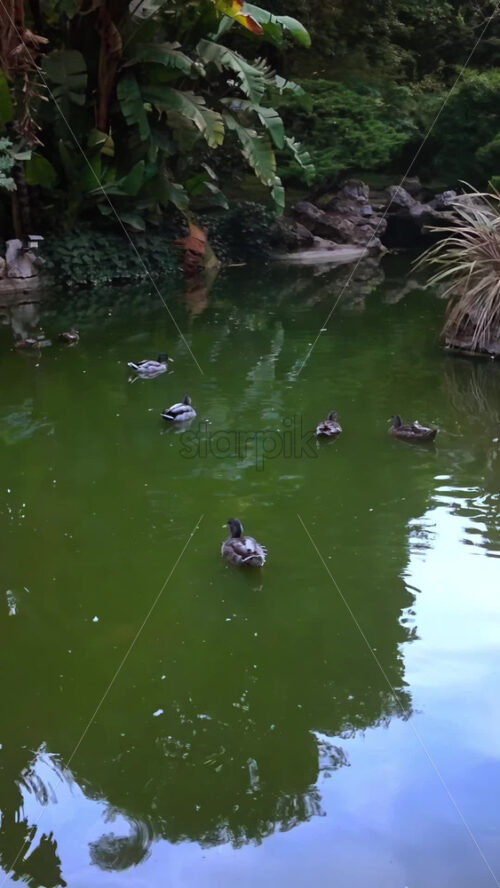 Video - Ducks on a water pond in the Jardins de la Petite Afrique in Monte Carlo, Monaco. Vertical