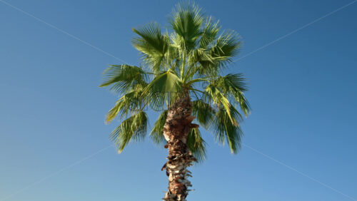 Video - Close up of a palm tree with the blue sky on the background