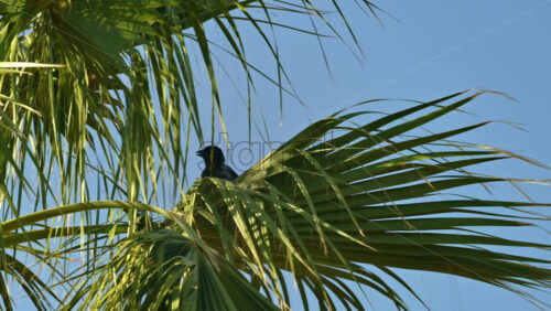 Video - Close up of a palm tree with the blue sky on the background