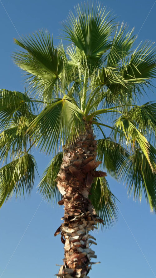 Video - Close up of a palm tree with the blue sky on the background. Vertical