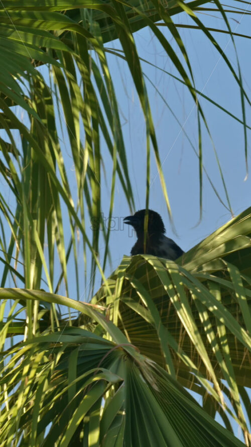 Video - Close up of a palm tree with the blue sky on the background. Vertical