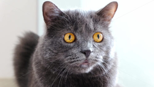 Video - Close up of a British Shorthair cat looking around near a window