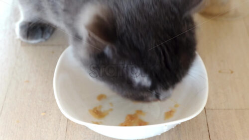 Video - Close up of a British Shorthair cat eating cat food from a white bowl