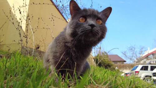 Video - Close up of a British Shorthair cat standing in the grass