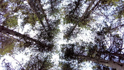 Video - Low angle view of leafing trees with the blue sky in the background