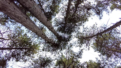 Video - Low angle view of leafing trees with the blue sky in the background
