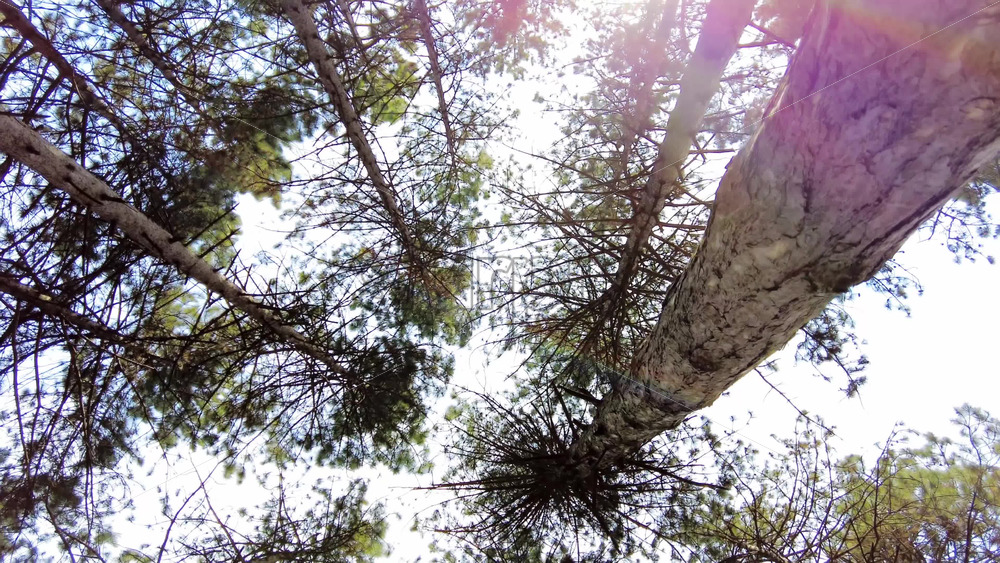 Video - Low angle view of leafing trees with the blue sky in the background