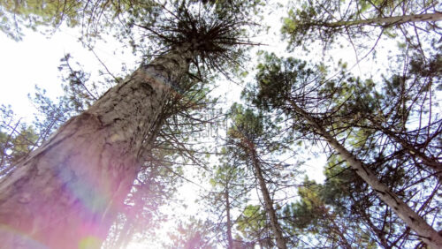 Video - Low angle view of leafing trees with the blue sky in the background