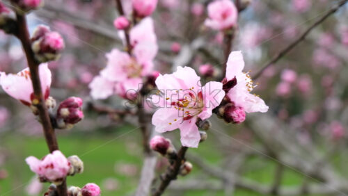 Video - Close up of a tree branch with flowers in full bloom in the park