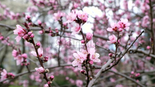 Video - Close up of a tree branch with flowers in full bloom in the park